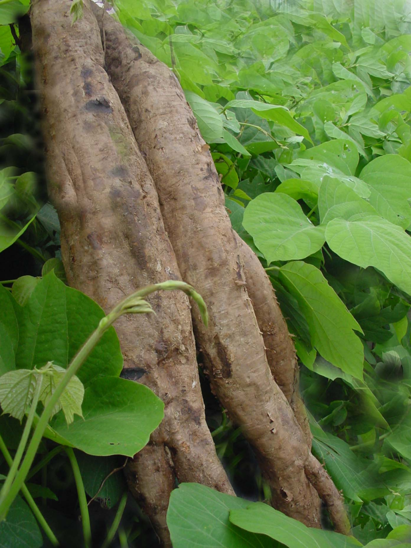 1761120194790048.png 葛根_副本800.png