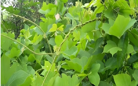 七夕寵妻狂魔就選它！二月風(fēng)雙有機野生葛根粉，健康又有文化味 