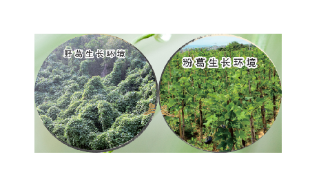 高學(xué)歷養(yǎng)生黨親測：這款雙有機野生葛根粉，憑什么成日常優(yōu)選？?
