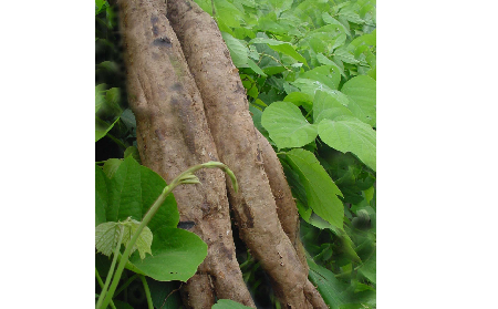 長(zhǎng)期吃葛粉是養(yǎng)生還是傷身？科學(xué)解讀它的三大益處，讓你吃得更明白！