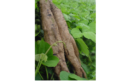 正宗的野生葛根粉，本質(zhì)是淀粉嗎？探秘千年本草中的自然饋贈