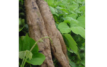 葛粉是什么？解鎖這份藏著千年文化與養(yǎng)生智慧的天然食材